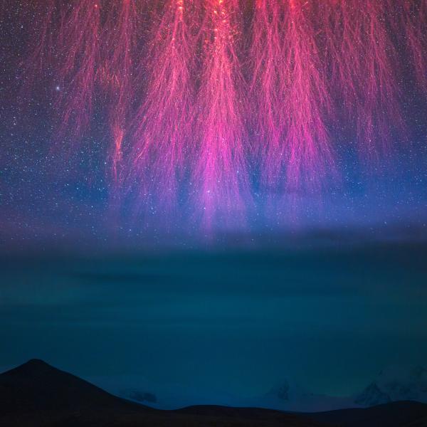Image of the sky with a lightning sprite at the top of the image in bright pinks, resembling tree branches