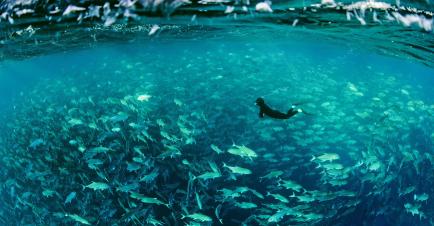 A diver swims in a huge shoal of fish just beneath the surface of the ocean