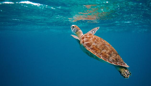 A sea turtle breaks the surface of the ocean